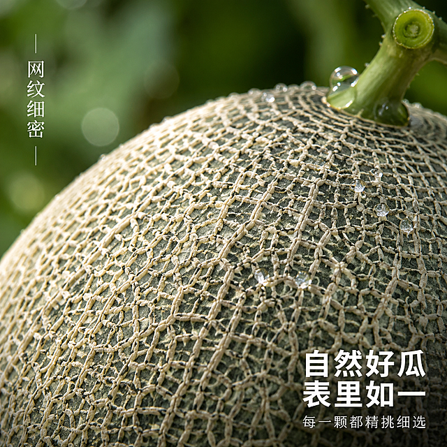 [主图-3] 西州蜜哈密瓜细节微距与网纹纹理特写图，微观种草风。
[氛围风格] 微距细节质感，新鲜水润，高级食材特写感；
[画质] 超高清微距摄影质感、网纹纹理根根清晰、瓜皮质感真实、水珠晶莹剔透、画面锐利干净。
[元素] 画面主体为西州蜜哈密瓜的局部大特写，聚焦展示细密凸起的网纹纹理，网纹呈米白色裂纹状均匀分布在灰绿色瓜皮上，纹理深邃有立体感。瓜皮表面散落几滴晶莹剔透的水珠，水珠折射光线闪闪发光，体现新鲜水润。瓜藤与瓜蒂连接处也在画面一角露出，翠绿新鲜。背景极度虚化，呈现柔和的绿色光斑（瓜田虚化效果）。**保持哈密瓜网纹外观、颜色、纹理质感与输入产品图绝对一致，微距放大后网纹结构不变形、不改变疏密程度**。哈密瓜局部占画面约75%，满屏特写无边框。
[光影] 柔和侧光为主光，从左上方45度照射，让网纹凸起的一侧形成高光、凹陷处形成自然阴影，极大增强纹理立体感与质感；水珠上有明亮的高光点；整体光比适中，细节丰富不丢失暗部层次。
[配色] 主色瓜皮灰绿+网纹米白；辅色水珠透明高光白、背景虚化绿；点缀色瓜藤翠绿。
[视角构图] 微距平视视角，哈密瓜曲面占据大部分画面，网纹纹理为绝对视觉焦点；右下角与左上角留少量负空间放置文案；景深极浅，只有网纹表面清晰，前后景自然虚化。
[文字版式] 左上角竖排（仅此处用竖排作装饰）小字「网纹细密」，白色细体；右下角横排主文案「自然好瓜 表里如一」，白色大号粗体无衬线，下方更小字号「每一颗都精挑细选」，白色常规字重。文字均放在虚化背景处，不遮挡网纹细节主体。
[输出要求] 1:1比例，文字清晰锐利可辨，超高清微距摄影质感。
[负向提示词] 变形，文字错乱，网纹模糊，背景杂乱，水印，电商平台Logo，人物，手部。