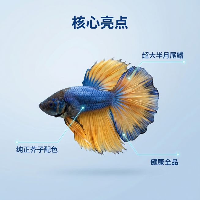 [主图 2] 芥子泰国半月斗鱼核心亮点展示图
[氛围风格] 3D渲染，专业水族展示质感
[画面元素] 商业摄影质感，光线柔和通透，产品清晰真实，画面干净高级。主体斗鱼保持原有外形和色彩，在干净浅蓝色渐预览效果