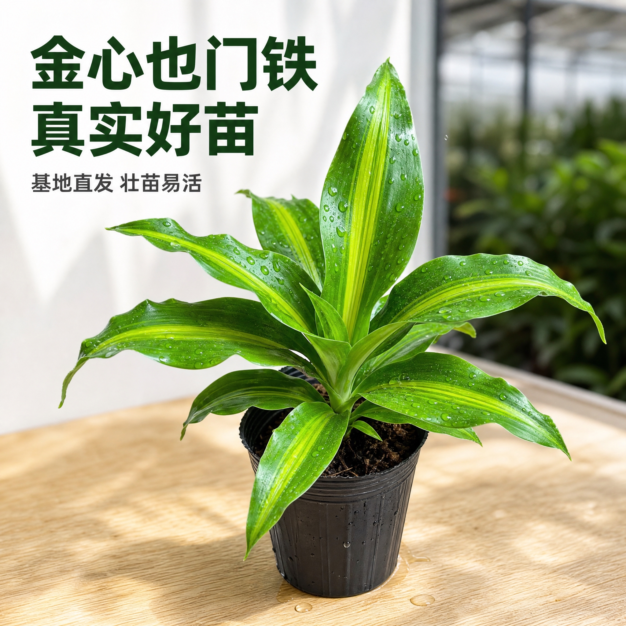 [主图-1] 金心也门铁小苗商品展示，拼多多电商主图，真实苗圃… - 图片创意预览