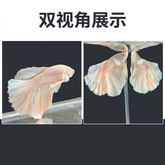 [主图 4] 泰国斗鱼多角度展示拼图
[氛围风格] 直观全面，干净通透，水族观赏风格
[画面元素] 商业摄影质感、光线柔和通透、产品清晰真实、画面干净高级。拼图布局，左侧放第一张原图侧视角度，右侧放第预览效果