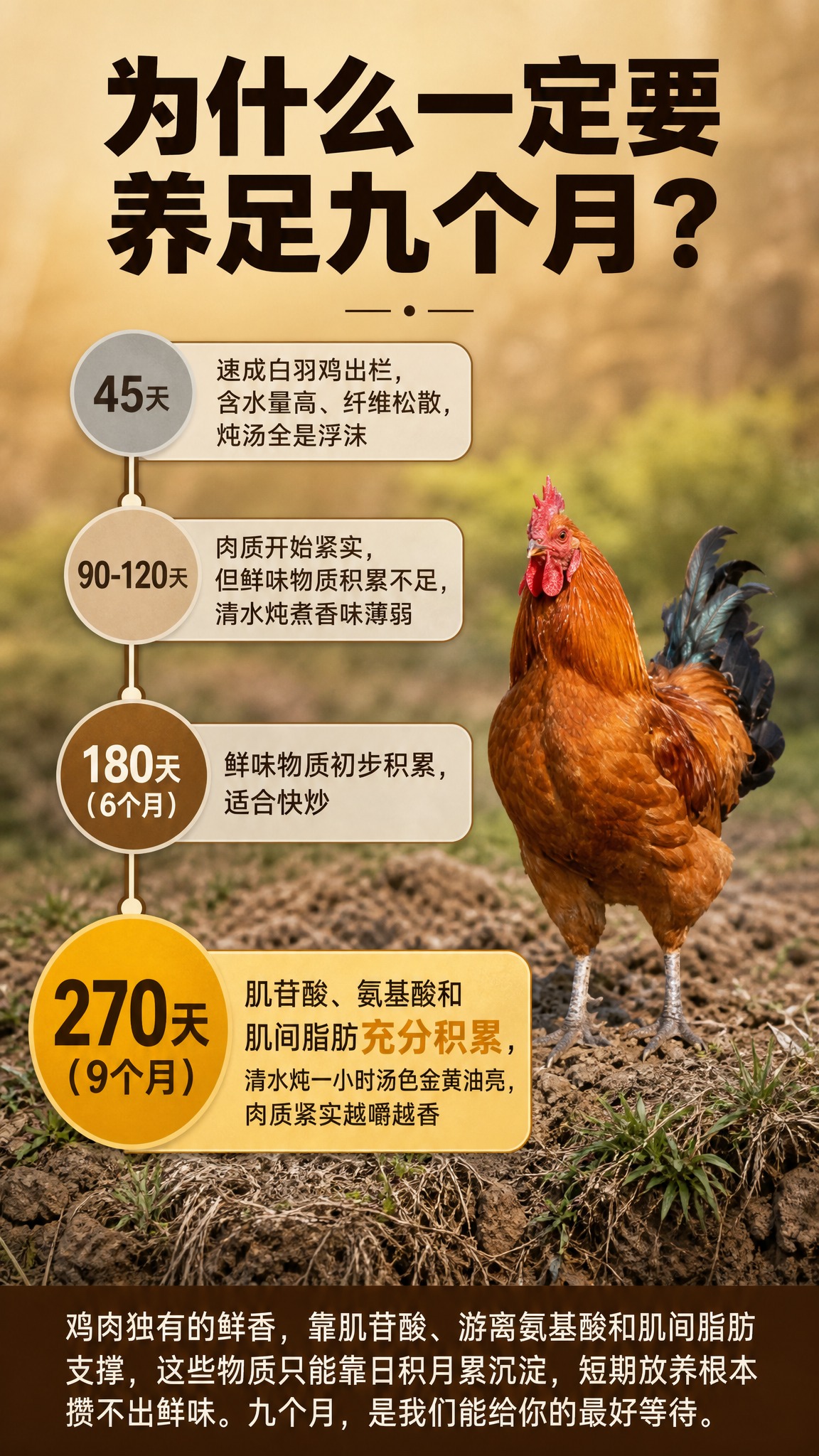 [商品] 使用【图4】田埂场景中的红棕色土公鸡作为产品主体；保… - 图片创意预览