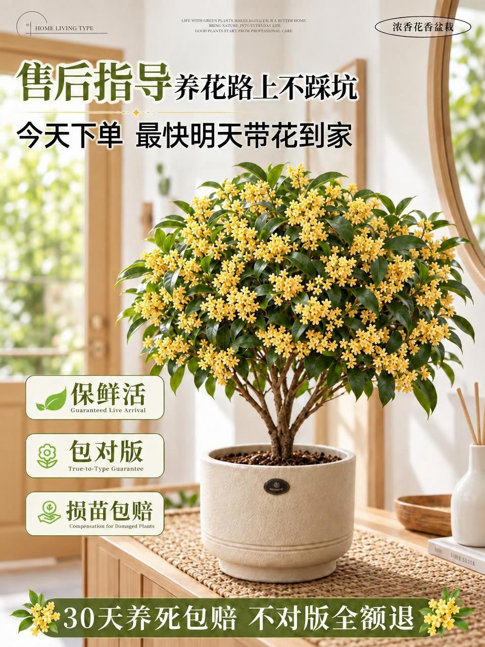 将图中背景的门改为原木黄色，保持桂花盆栽、文字排版和其他场景元… - 图片创意预览