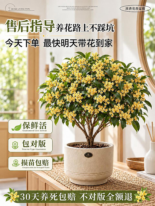 将图中背景的门改为原木黄色，保持桂花盆栽、文字排版和其他场景元素不变，整体风格协调自然