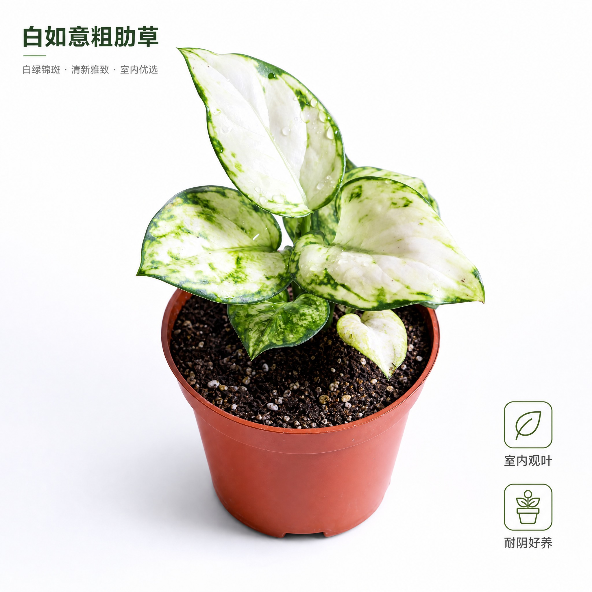 [主图-1] 白如意粗肋草 白底英雄主图 突出白绿锦叶高级质感… - 图片创意预览
