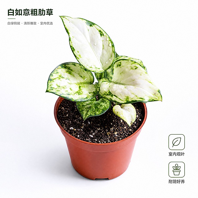 [主图-1] 白如意粗肋草 白底英雄主图 突出白绿锦叶高级质感
[统一基调] 国内电商1:1主图 纯白背景 商业摄影级真实质感 自然柔和顶侧光 字体用简洁无衬线黑体 标题深绿 辅助字深灰 强调色墨绿 整体干净高级 无多余装饰
[画面] 白如意粗肋草盆栽居中偏左 主体占比约70% 45°平视视角 完整展示原棕红色塑料花盆与全部叶片 叶片上保留自然水珠 白绿相间锦斑纹理清晰 叶脉细腻 新叶嫩黄 老叶深绿镶边 盆土表面颗粒清晰 花盆底部有自然接触阴影 背景为纯净渐变白底 左上角留白放品牌级小标 右下角轻量标签
[光影质感] 商业棚拍质感 主光来自左上方45° 叶片表面有柔和高光与水珠反光 叶片边缘清晰锐利 花盆侧面有自然明暗过渡 底部投影柔和不生硬 整体通透干净
[配色] 背景纯白 叶片白绿相间 花盆棕红 标题字深墨绿 辅助说明深灰色 强调色用浅绿细线
[文字版式] 左上角小号品牌字 白如意粗肋草 右下角竖排两个轻标签 室内观叶 耐阴好养 文字均为无衬线黑体 标题加粗 辅助字缩小60% 不遮挡主体
[输出要求] 1:1正方形 2048px 2K清晰度 产品完整不切割 叶片纹理清晰 无变形 无错字 无水印 无平台Logo 无多余杂物