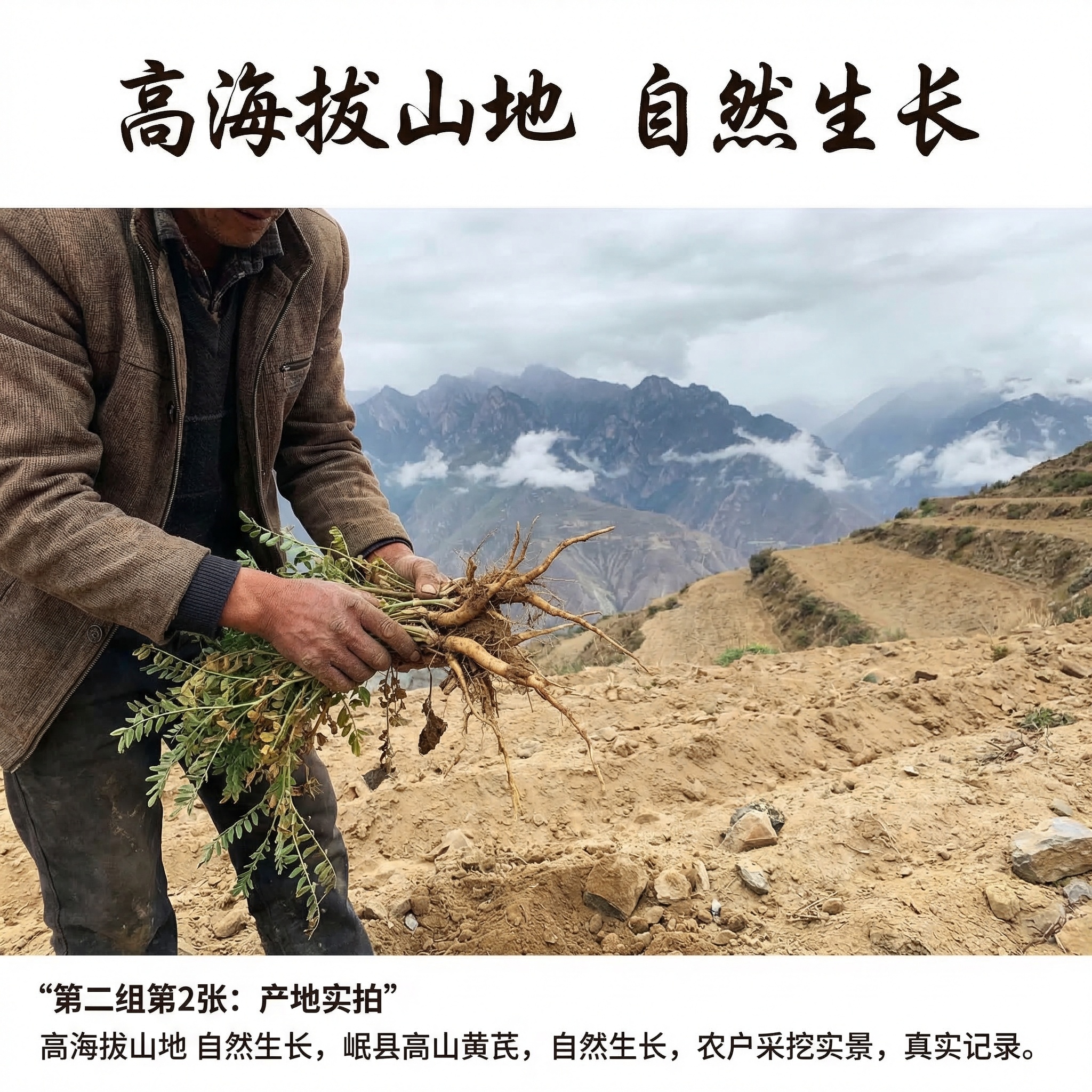 [第二组第2张：产地实拍] 自然原生风格，岷县高山种植地实景，… - 图片创意预览