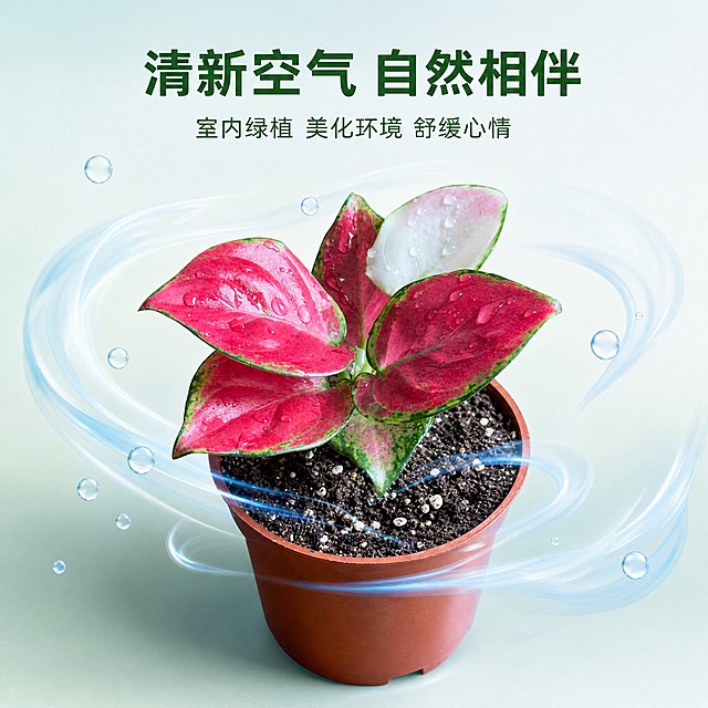 [主图-9] 净化空气功能卖点图 唯一任务：展示粗肋草净化空气、美化环境的功能价值，强化购买理由。
[统一基调] 真实高级商业摄影质感，清新自然氛围，浅淡渐变背景，突出健康清新的功能感受。
[画面] 画面中央放置红宝石粗肋草盆栽，主体占比约55%，45°微俯视视角，植株饱满健康。植物周围环绕着轻盈透明的清新空气流动效果，用淡蓝色半透明流线与微小气泡表现空气净化感，效果轻盈不夸张。背景为极浅的蓝绿色渐变，从上到下由浅蓝过渡到纯白，营造清新健康氛围。植物底部有柔和阴影，真实落地。上方居中放置主标题，下方辅助说明。
[光影质感] 柔和清新棚拍光，主光来自正上方，植物红色叶片鲜亮通透，水珠晶莹，整体光影干净，空气流动效果轻盈透明，与植物自然融合，不突兀。
[配色] 浅蓝绿渐变背景，植物玫红色为主角，点缀淡蓝色空气流线，文字深绿色，整体清新健康。
[文字版式] 上方居中主标题，简洁无衬线粗体，深绿色。大字"清新空气 自然相伴"，下方小字"室内绿植 美化环境 舒缓心情"，文字清晰不遮挡植物主体。
[输出要求] 1:1正方形，2048×2048，2K高清，植物清晰真实，空气效果轻盈自然，整体清新高级。负向：效果夸张虚假、植物模糊、颜色偏差、杂乱、水印、平台Logo、医疗相关文字。