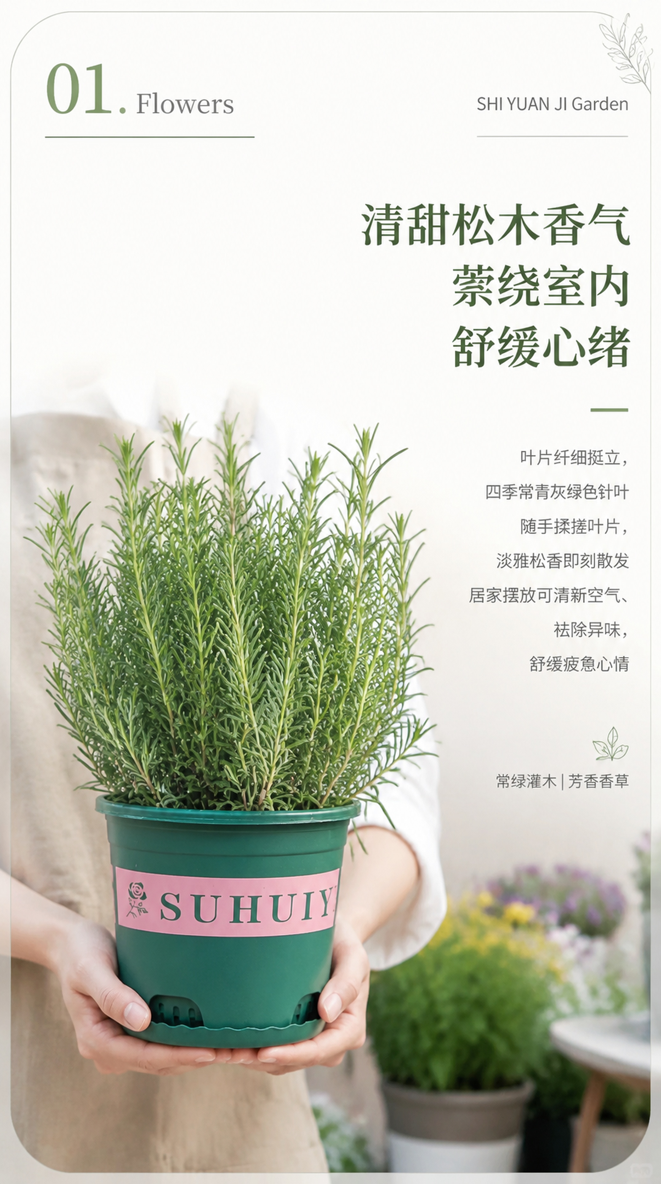 [第2屏] 核心卖点介绍页，迷迭香天然松香舒缓身心卖点展示。本… - 图片创意预览
