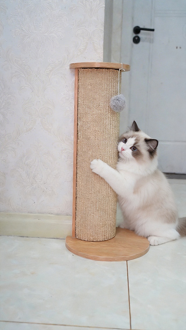 添加一只可爱的布偶猫在猫抓柱旁蹭着猫抓柱