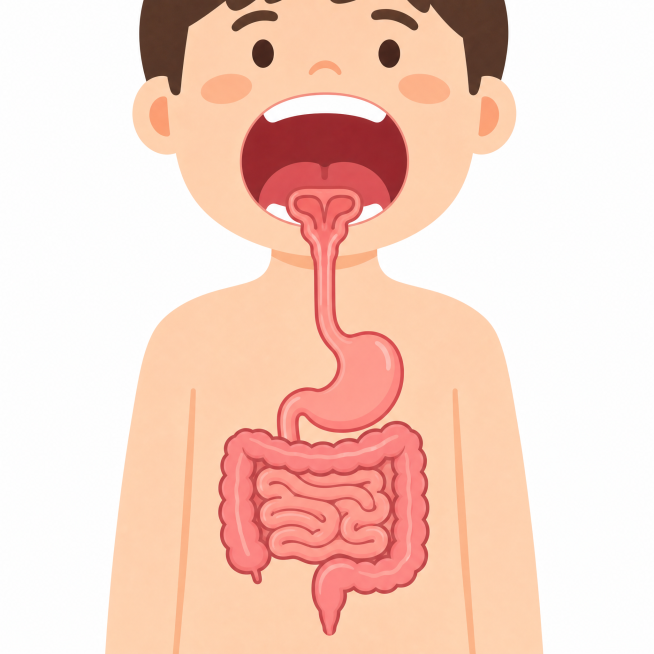 仿照人体结构，绘制从人张嘴开始，依次经过喉咙、食管、胃，一直到肠道的完整消化道示意图，保持原图片扁平化插画风格，粉色器官配色，白色背景，结构清晰准确预览效果
