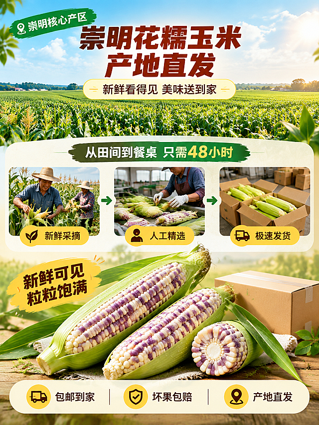 [详情页-1] 崇明花糯玉米信任综合页，核心任务是集中展示包邮、产地直发、新鲜可见三大信任卖点，建立消费者信心。
[商品] 崇明花糯玉米，紫白相间花糯颗粒，饱满整齐，带翠绿玉米叶，新鲜带水珠状态；无用户产品图，以文字描述生成标准花糯玉米形象。
[画面] 页面采用上中下三段式构图。上段：崇明农田大场景，一望无际的玉米地，蓝天白云，阳光明媚，体现产地规模和自然环境，左上角有「崇明核心产区」字样。中段：左侧是农民在田间采摘玉米的场景，右侧是精选打包的玉米装箱场景，中间用箭头连接，体现「采摘→筛选→发货」的直发流程，突出产地直发。下段：前景摆放3根新鲜带叶的花糯玉米，其中一根切段展示横截面颗粒，旁边放快递箱元素（无真实商标），底部有服务承诺条。整体画面从产地到产品再到物流，层层递进建立信任。页面比例3:4竖版。
[视觉] 套系策略：风格=生鲜农特产地新鲜感 自然田园商业摄影；标题字=粗黑体厚重有力；正文字=简洁细黑体；主色=翠绿+暖黄田园色；背景延展=从蓝天绿地到暖米白的自然过渡，有植物纹理和阳光光斑；强调色=金黄色，用于图标和重点标签；标题色=深棕红色；正文色=深褐色；组件=圆角信息卡、细线引线、圆形图标；光影=自然暖阳，上午日光，通透清新。
[文字] 顶部大标题「崇明花糯玉米 产地直发」，副标题「新鲜看得见 美味送到家」。中段流程标题「从田间到餐桌 只需48小时」，三步分别标注：新鲜采摘 人工精选 极速发货。下段玉米旁标注「新鲜可见 粒粒饱满」，底部服务条三个承诺：包邮到家 坏果包赔 产地直发。所有文字横排，层级清晰，手机端可读，不遮挡玉米主体。
[规格] 图片比例3:4竖版，4K高清，负向：变形 错字 文字过小 真实快递商标 平台Logo 医疗功效 绝对化用词 玉米畸形 场景虚假