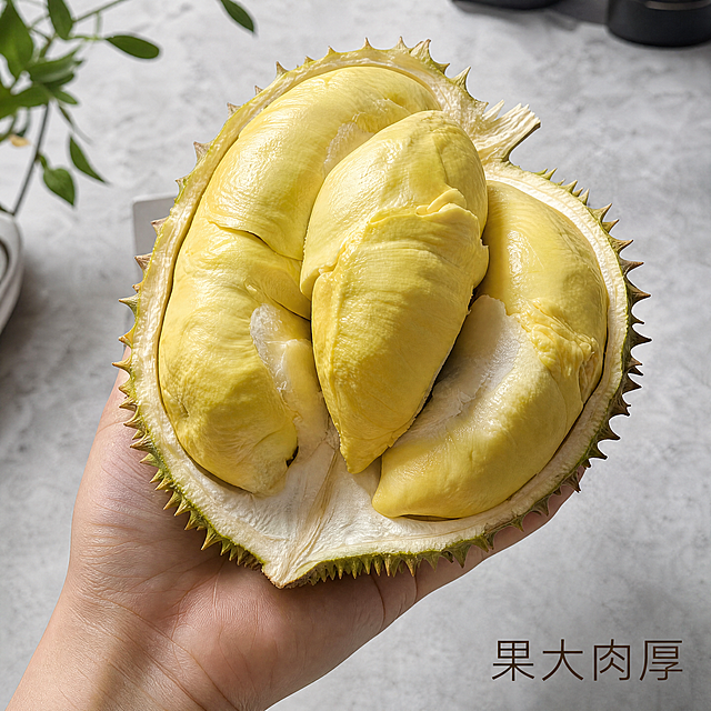 [主图-4] 手持展示猫山王榴莲场景主图，突出果实饱满。[氛围风格] 真实生活感，增强代入体验。[画质] 商业摄影质感、光线柔和通透、产品清晰真实、画面干净高级。[元素] 人手自然掰开握住半颗猫山王榴莲，展示出三块饱满果肉，背景为干净简约桌面场景，体现真实开箱体验。保持榴莲外形、果肉颜色、纹理与输入产品图绝对一致，人手姿态自然，不遮挡主要果肉部分。商品主体占比严格控制在70%左右，画面满屏无边框。[光影] 室内自然柔和光线，明暗适中，突出果肉饱满立体感。[配色] 果肉暖黄色为主，搭配手自然肤色和背景浅灰色，简洁干净。[视角构图] 平视抓拍，第一人称视角，增强代入感。[文字版式] 右下标注小字「果大肉厚」，深棕色细体，不遮挡主体。[比例分辨率] 1:1 比例，4k 分辨率；文字清晰锐利，画面超高清。[负向提示词] 变形，水印，文字错乱，产品图模糊，背景杂乱。