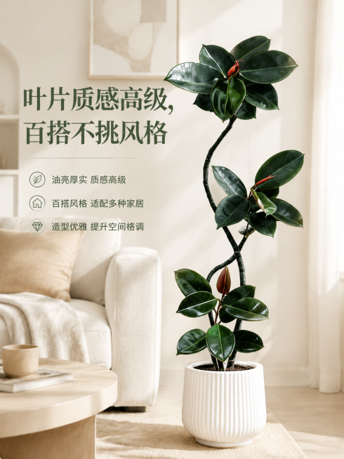 造型橡皮树绿植盆栽，油亮厚实深绿色叶片自带高级光泽，搭配深黑色枝干，适配奶油北欧风客厅，搭配浅色系沙发，整体空间质感高级柔和，电商主图，添加文字卖点'叶片质感高级，百搭不挑风格'，文字清晰排版舒适，商预览效果