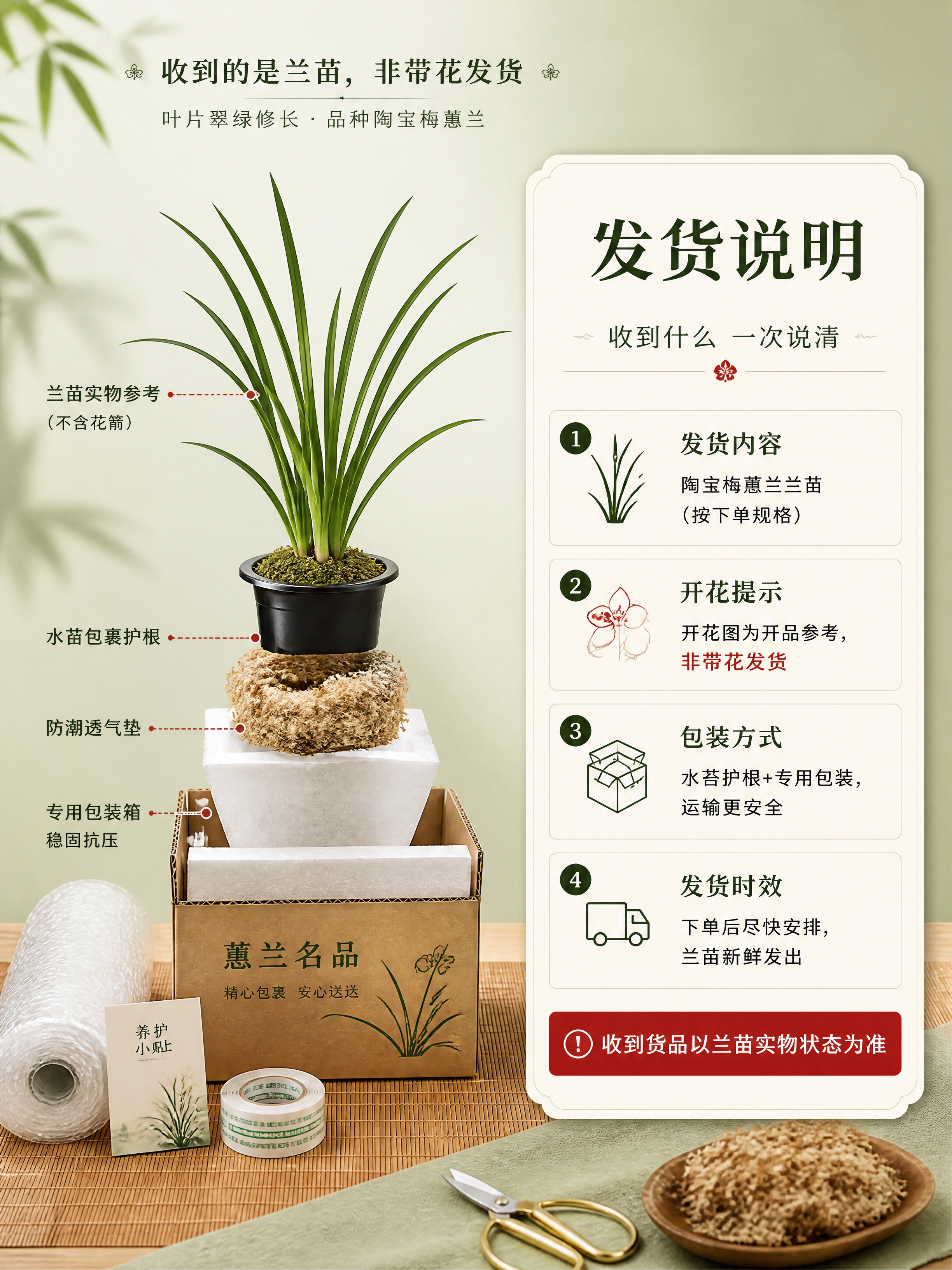 [商品] 使用【图1】的兰叶部分作为兰苗实物参考；保留叶片翠绿… - 图片创意预览