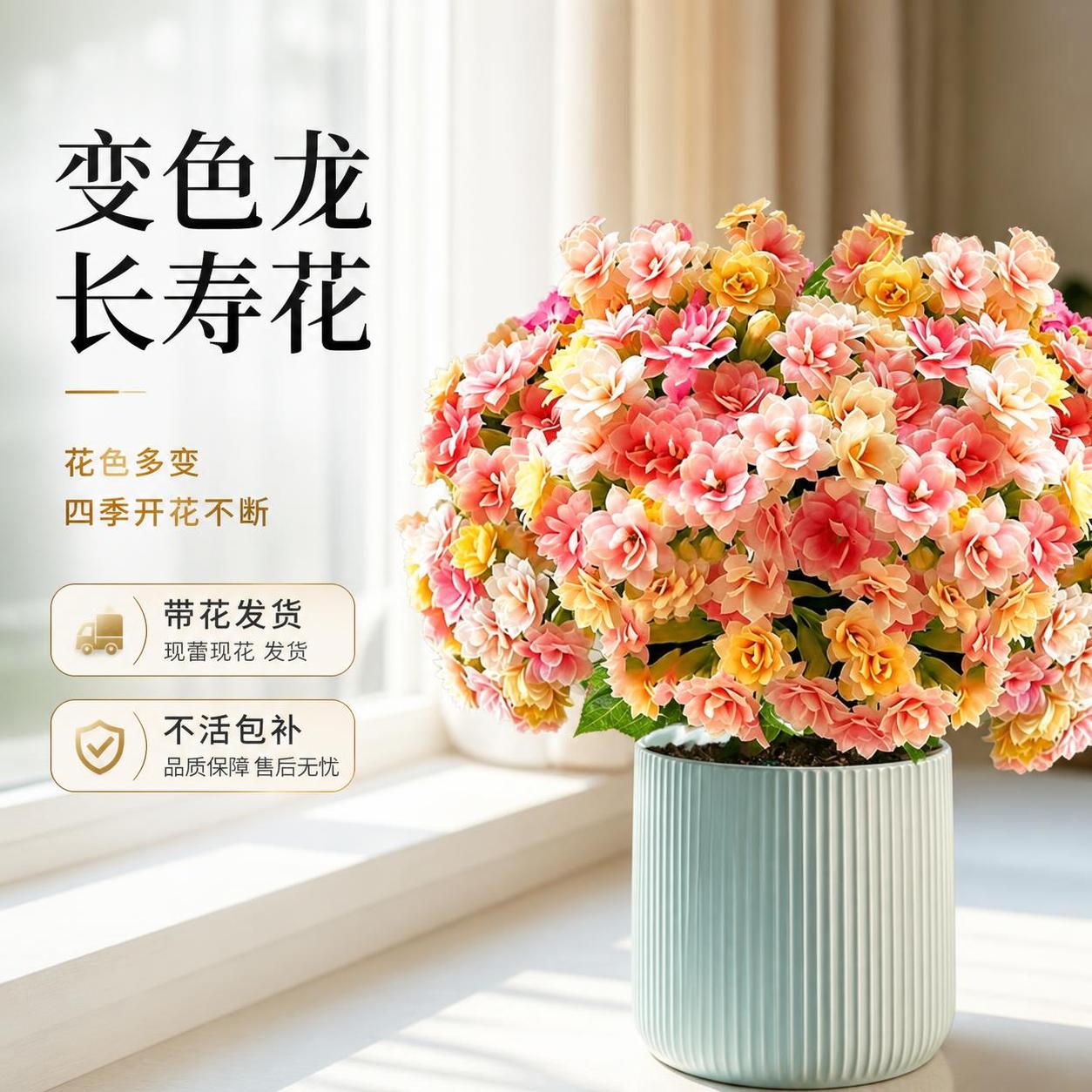 淘宝天猫电商主图，1:1正方形，主体是变色龙长寿花盆栽，花朵饱… - 图片创意预览
