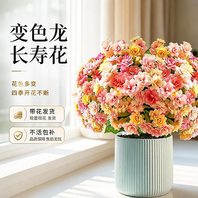 淘宝天猫电商主图，1:1正方形，主体是变色龙长寿花盆栽，花朵饱满色彩丰富有渐变，带花发货状态，放置在明亮窗边的白色台面上，自然光柔和，画面干净高级，商品名称文字“变色龙长寿花”，卖点文字“带花发货 不活包补”，文字排版清晰美观，适合电商主图展示，高清精致，商业摄影质感