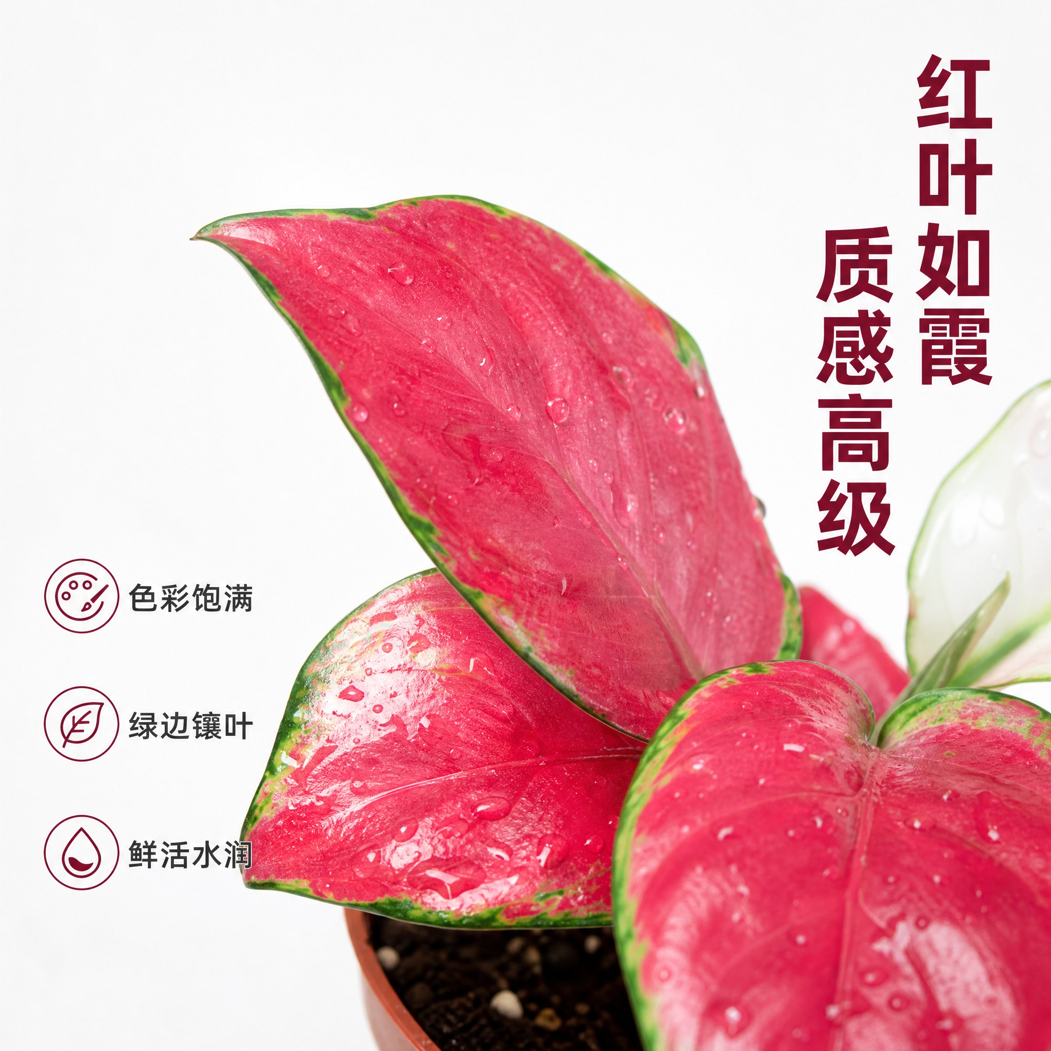 [主图-5] 红宝石粗肋草叶片细节特写 展示红叶质感与色彩层次… - 图片创意预览
