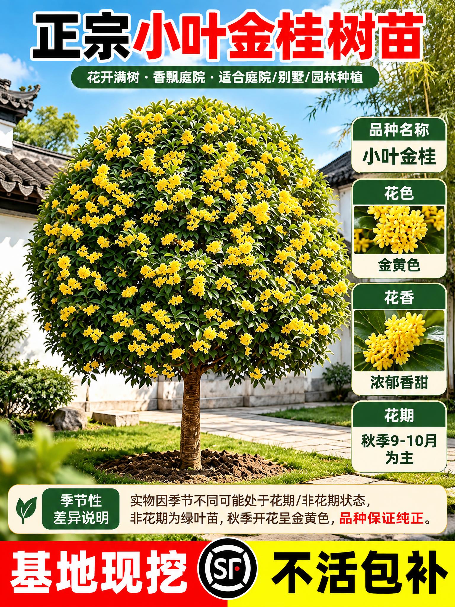 电商详情页首图，小叶金桂树苗商品详情展示，3:4竖版构图。画面… - 图片创意预览