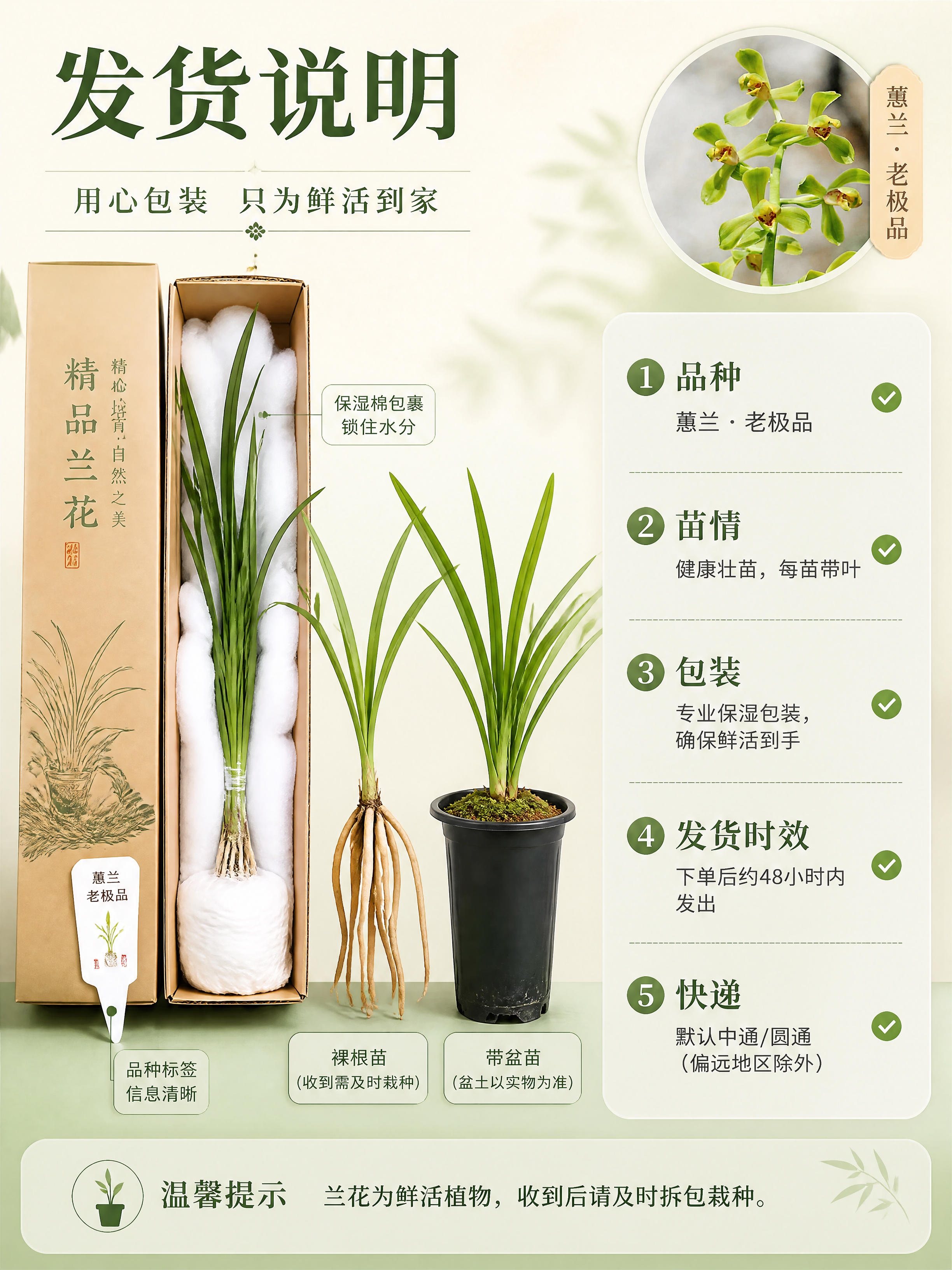 [商品] 使用【图1】蕙兰老极品开花参考图作为品种标识小图；本… - 图片创意预览