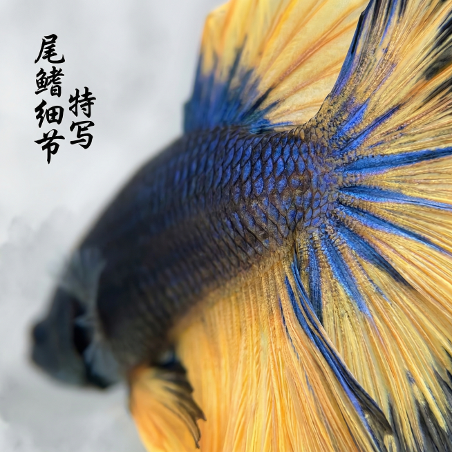 [主图 3] 泰国斗鱼半月芥子细节特写展示
[氛围风格] 国风微距特写质感，真实细腻
[画面元素] 商业摄影质感、光线柔和通透、产品清晰真实、画面干净高级。放大聚焦斗鱼半月芥子的尾鳍纹理，展示渐变蓝黄预览效果