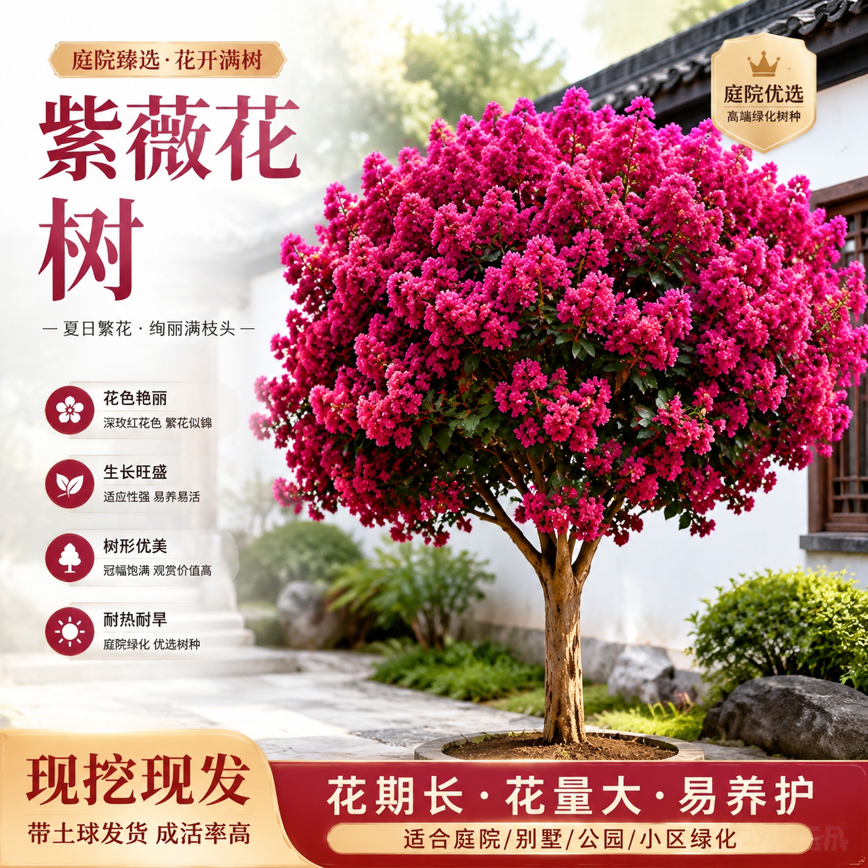 淘宝天猫电商主图，1:1正方形，画面主体为盛开的紫薇花树，花朵… - 图片创意预览