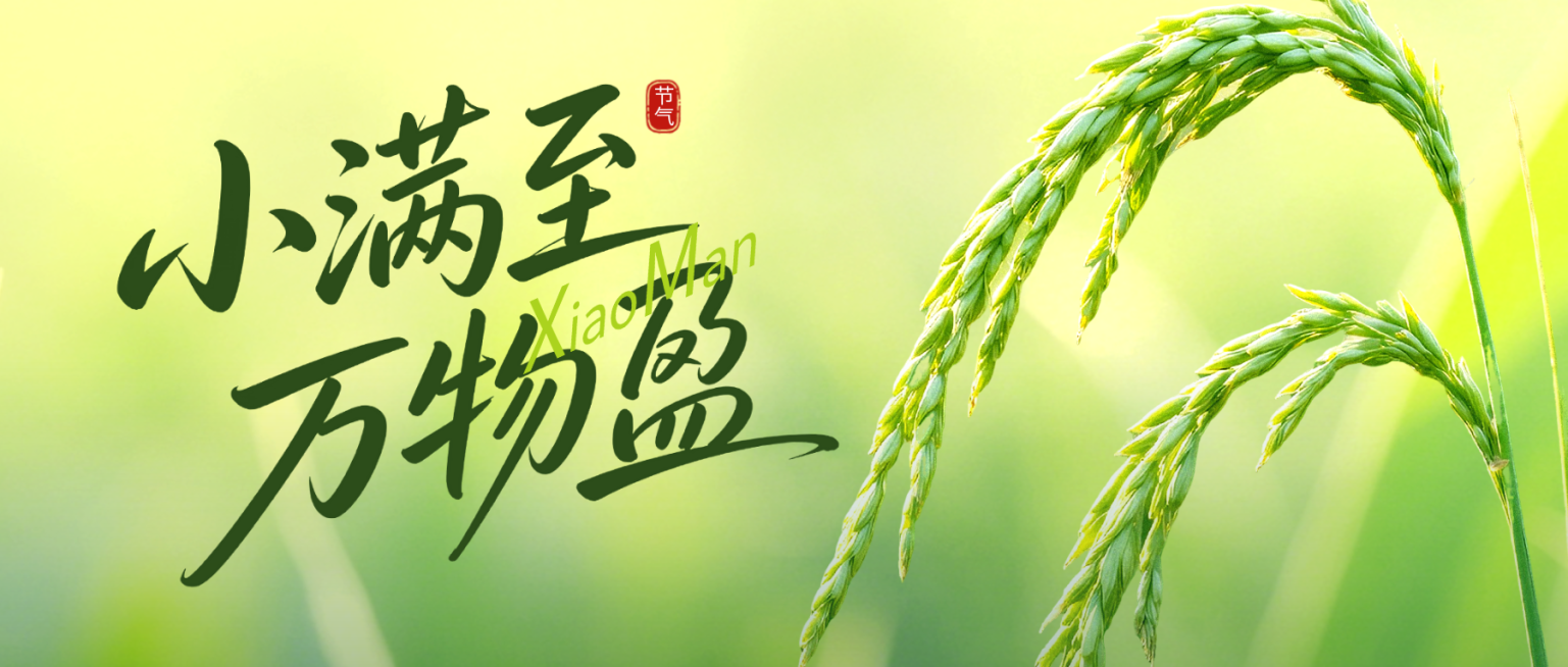小满通用节气祝福清新感麦穗公众号首图预览效果