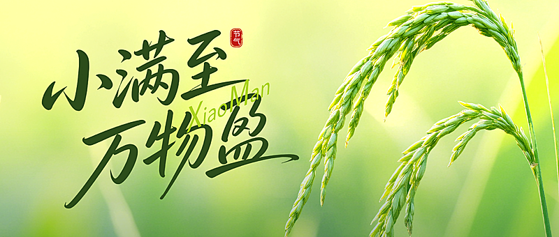 小满通用节气祝福清新感麦穗公众号首图