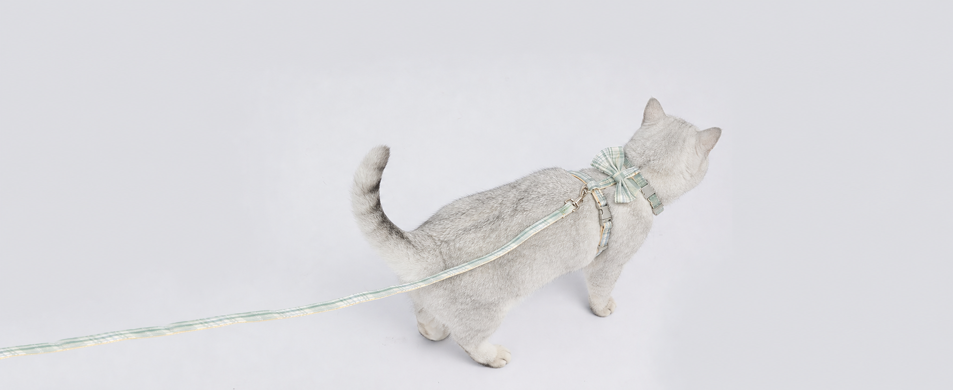 将图中的白色毛绒玩具假猫替换成一只真实的银渐层英国短毛猫，保持… - 图片创意预览