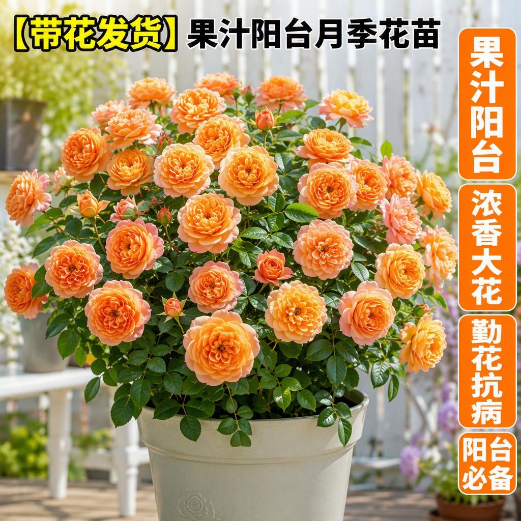 淘宝天猫电商主图，1:1正方形，真实摄影风格，高清写实。画面主… - 图片创意预览
