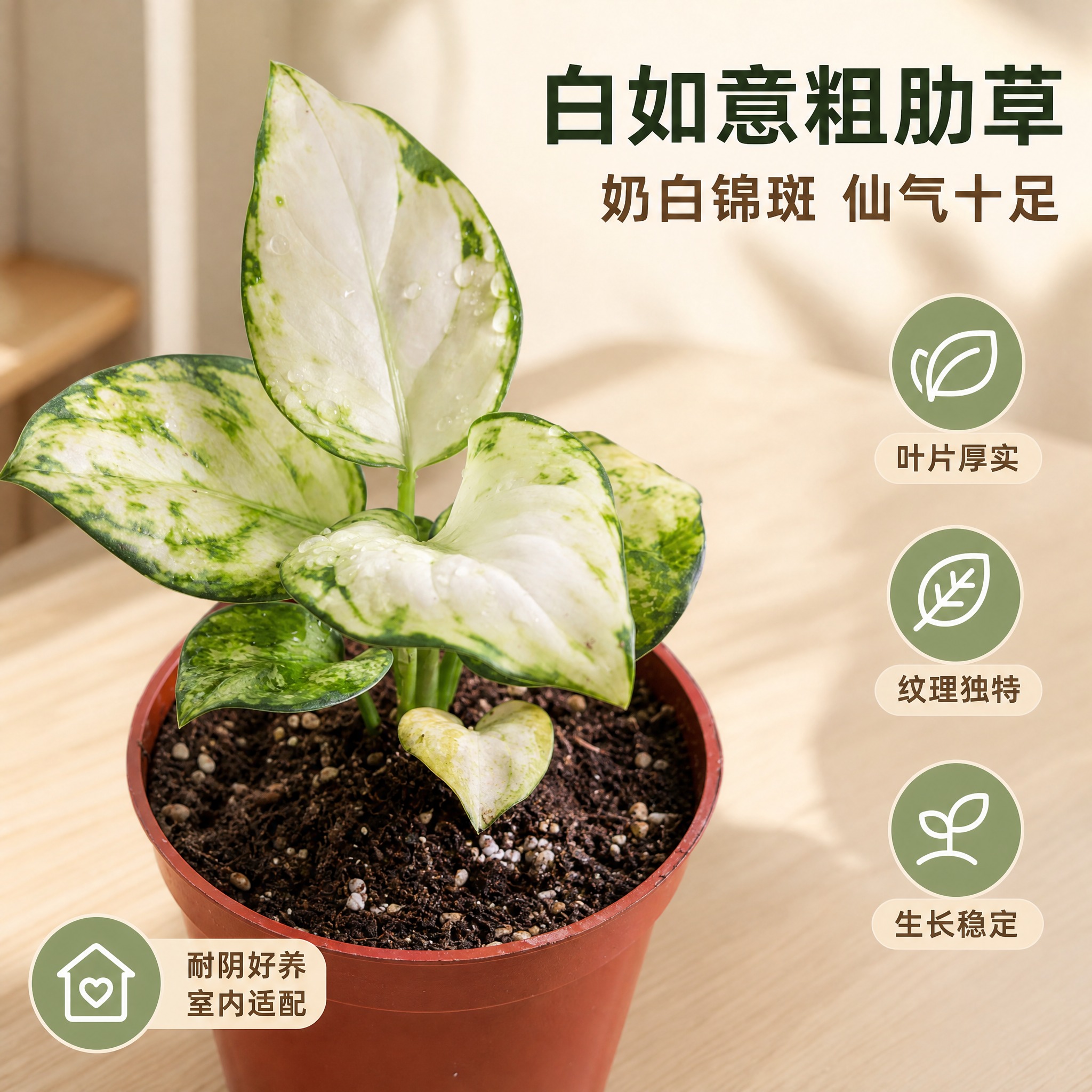 [主图-2] 材质细节卖点图，白如意粗肋草叶片纹理与质感特写，… - 图片创意预览