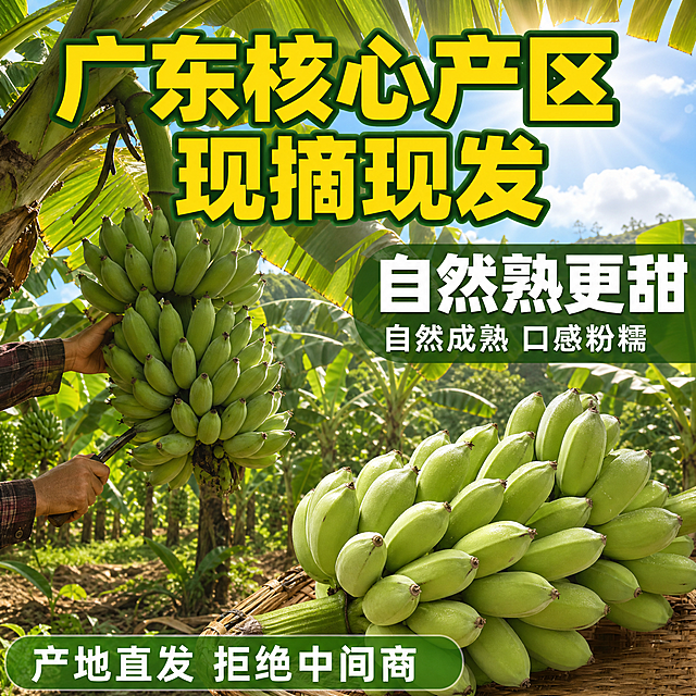 [主图-2] 粉蕉产地溯源图，展示广东果园种植环境，建立产地直发信任。
[统一基调] 拼多多风格，大字直白，暖绿色主背景，主标题粗黑体亮黄色字配深绿描边，辅助文案白色，强调色橙红色，自然暖阳逆光质感。
[画面] 画面主体是高大的香蕉树，树上挂着成串饱满的青粉蕉，背景是蓝天白云和成片的粉蕉种植园，阳光从树叶缝隙洒下形成丁达尔效应。前景下方摆放一串新鲜采摘的广东粉蕉实物，连接产地与产品。画面有果农手部采摘的局部动作，体现现摘现发。产品和果园场景自然融合，产地氛围浓厚。
[光影质感] 自然户外阳光，树叶透光感强，香蕉果实有自然光泽，地面有树影斑驳，真实果园摄影质感。
[配色] 背景主色蓝天绿叶自然色，标题字亮黄色带深绿描边，数据数字白色大号，辅助文案深绿色。
[文字版式] 上方大标题“广东核心产区 现摘现发”，中间偏右大号白色数字“自然熟更甜”下方小字“自然成熟 口感粉糯”，底部绿色半透明条内文字“产地直发 拒绝中间商”。文字不遮挡主体香蕉树和果实。去掉所有价格相关文字。
[输出要求] 1:1正方形，2048px，文字清晰可读，产品清晰真实，禁止价格数字、变形、错字、模糊、杂乱、水印、平台Logo、违禁词。