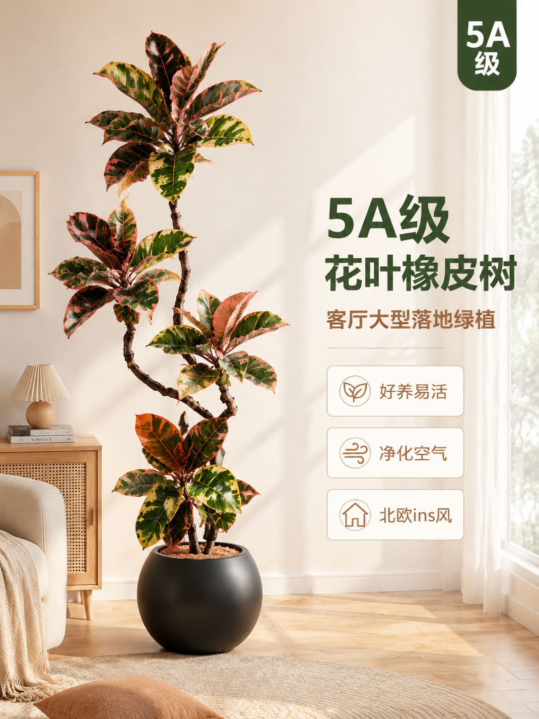 [主图-1] 空间氛围与单品呈现，展示5A级花叶橡皮树大型室内… - 图片创意预览