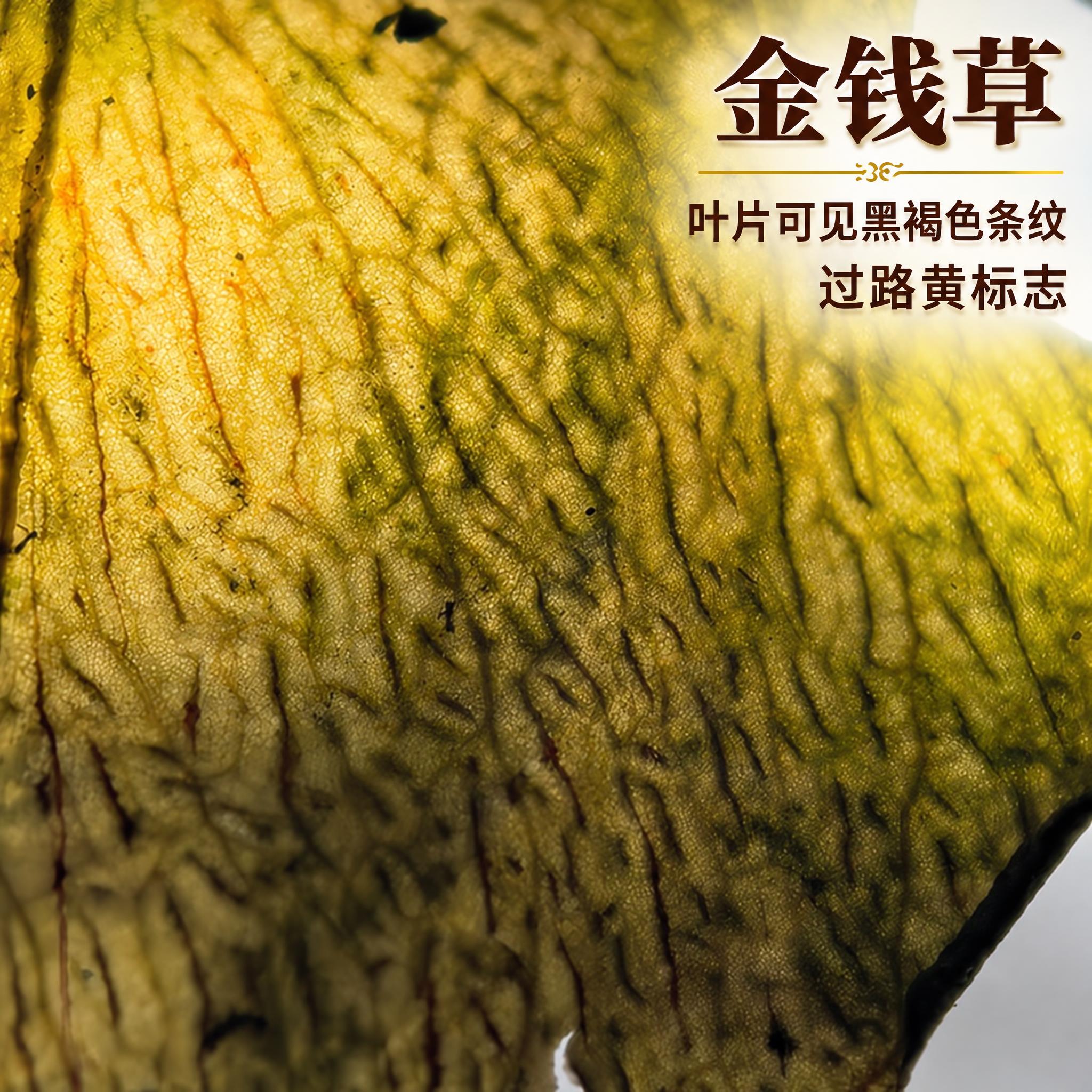 以上传的金钱草叶片素材为基底制作中药材电商主图。严格保留原画面… - 图片创意预览