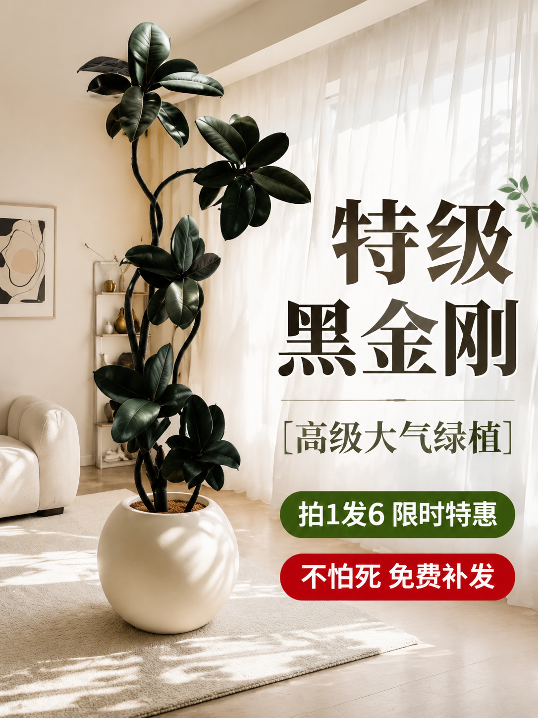 淘宝天猫电商主图，3:4竖版，画面主体是一盆特级黑金刚橡皮树大… - 图片创意预览