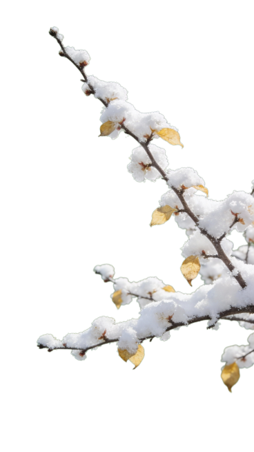 写实摄影，一丛落雪的梅花树枝从画面右侧伸出，斜指向画面左上角，枝桠纤细，局部残留少量浅黄枯叶。树枝完整无裁切，抠出后放在纯绿色背景上预览效果