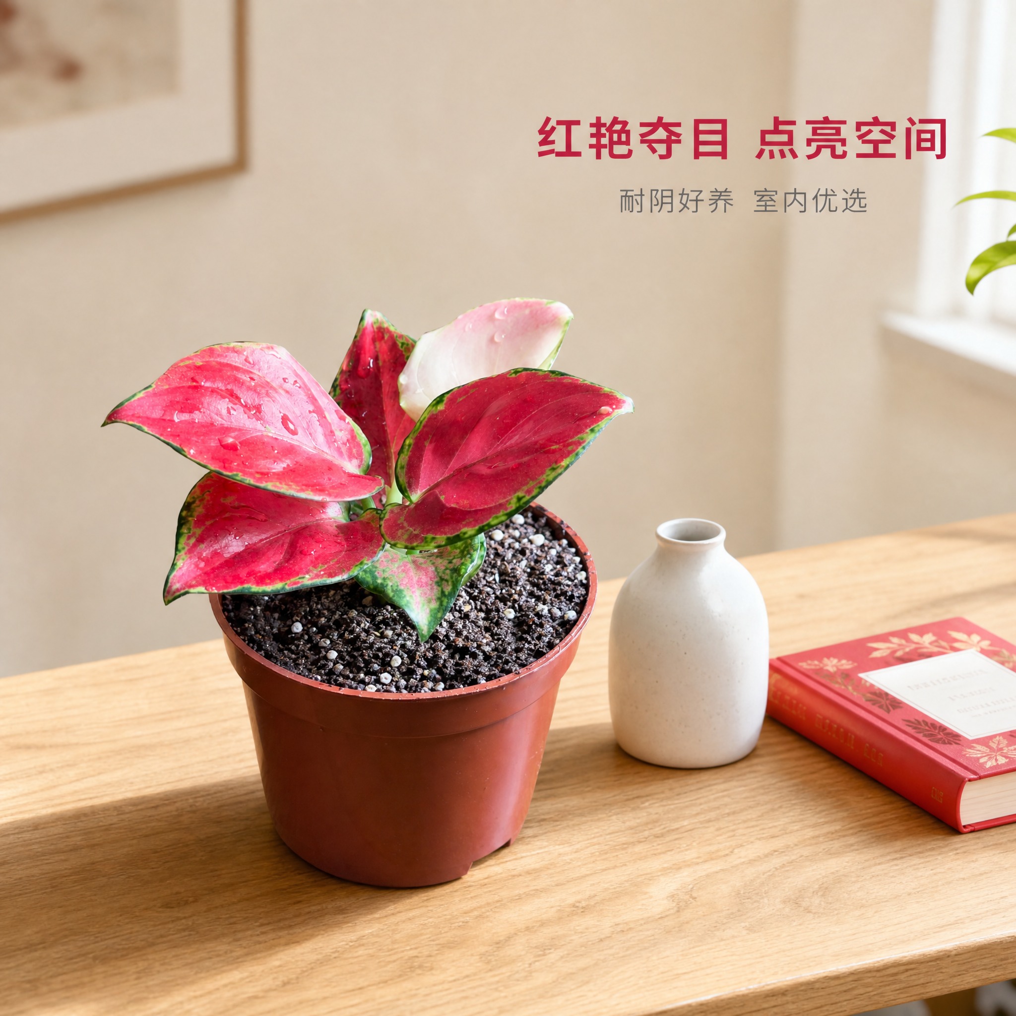 [主图-7] 红宝石粗肋草桌面场景图，唯一任务：展示红宝石粗肋… - 图片创意预览