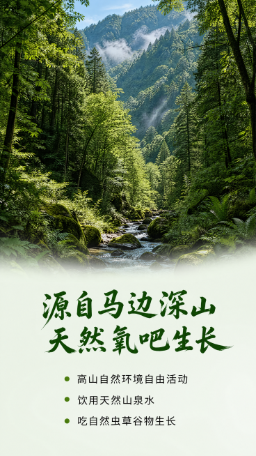 [第2屏] 产地优势展示-马边彝族自治县深山环境。
[氛围/风格] 原生态自然写实风，展现高山森林原生态环境，清新通透，商业摄影质感。
[元素布局] 上半部分为马边深山茂密森林实景图，占据画面60%区预览效果