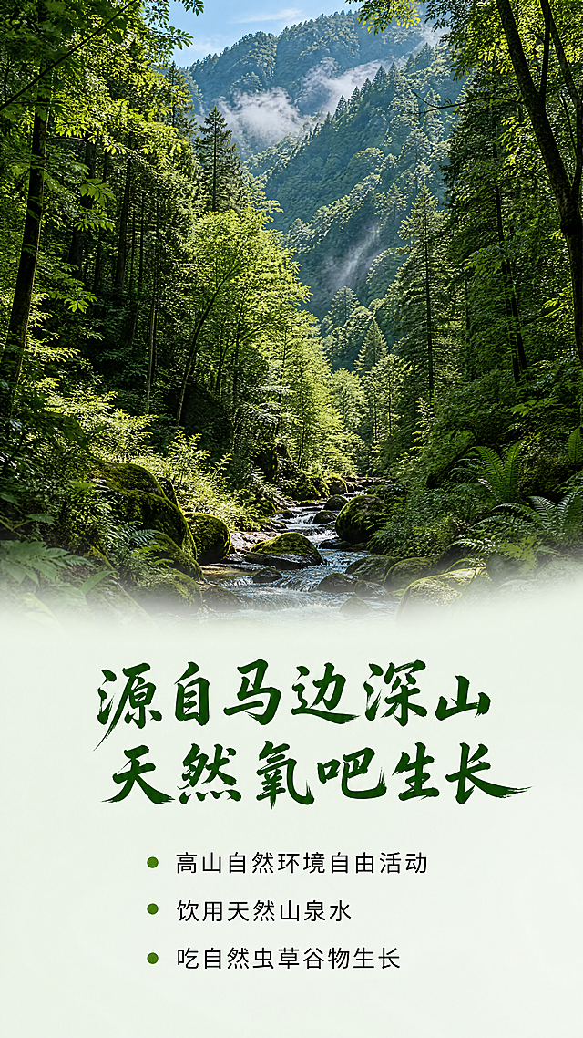 [第2屏] 产地优势展示-马边彝族自治县深山环境。
[氛围/风格] 原生态自然写实风，展现高山森林原生态环境，清新通透，商业摄影质感。
[元素布局] 上半部分为马边深山茂密森林实景图，占据画面60%区域，郁郁葱葱的植被展现原生态环境；下半部分为文字信息区，背景为浅绿渐变底色。保持自然风光真实自然，突出深山原生态优势。
[光影质感] 自然日光从林间洒落，整体光影柔和通透，层次感分明，展现山林清新空气。
[配色色系] 全局底色：#F5F9F2；主体配色：绿色山林+浅绿背景；辅助色：深绿色文字。
[视角构图] 上实景下图文，山林全景自然延伸，下半部分文字排列整齐，留白充足。
[文字版式] 顶部大标题 "源自马边深山 天然氧吧生长"，居中展示，使用和首屏一致的温润书法体，深绿色字，纯色填充。下方三行卖点：高山自然环境自由活动、饮用天然山泉水、吃自然虫草谷物生长，每行开头用绿色圆点标识，黑色规范字体。全页复用首屏字体风格和字色。
[比例分辨率] 9:16竖版比例，4K分辨率，文字清晰可辨，超高清。
[负向提示词] 环境脏乱，过度修饰，文字错乱，水印，构图失衡。