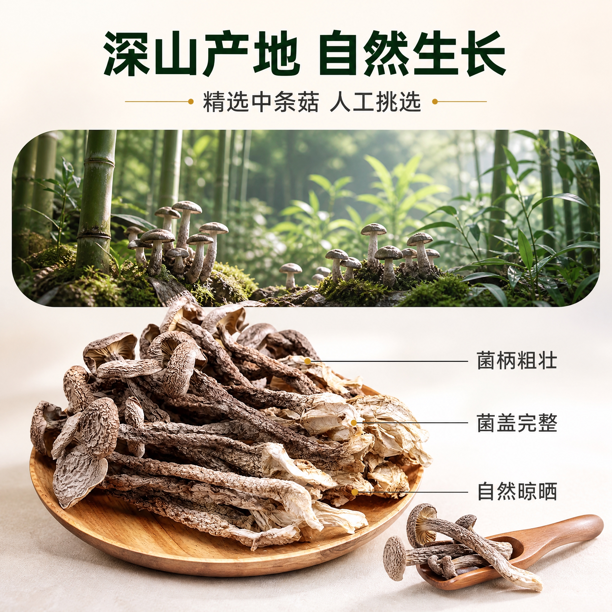 [主图-2] 产地溯源与品质信任图，展示鹿茸菇的产地来源与精选… - 图片创意预览