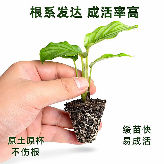 电商主图第三张，青苹果竹芋苗根系土团品质展示，真实摄影质感，纯白背景。画面中央展示手持青苹果竹芋苗穴盘苗的状态，手指轻轻捏住苗茎基部，完整展示黑色营养土团和发达的白色根系，根系缠绕土团表面，显示生命力旺盛。产品占画面约65%。上方居中主标题“根系发达 成活率高”，深绿色粗体大字。下方左右两个小卖点：左侧“原土原杯 不伤根”，右侧“缓苗快 易成活”。手部自然真实，肤色自然。光线均匀柔和，土团和根系细节清晰。底部轻微投影。画面干净高级，商业摄影质感，1:1正方形构图。保持青苹果竹芋苗和土团根系外观与输入产品图绝对一致，杜绝变形色差。负向提示：变形，文字错乱，手变形，水印，杂乱背景。