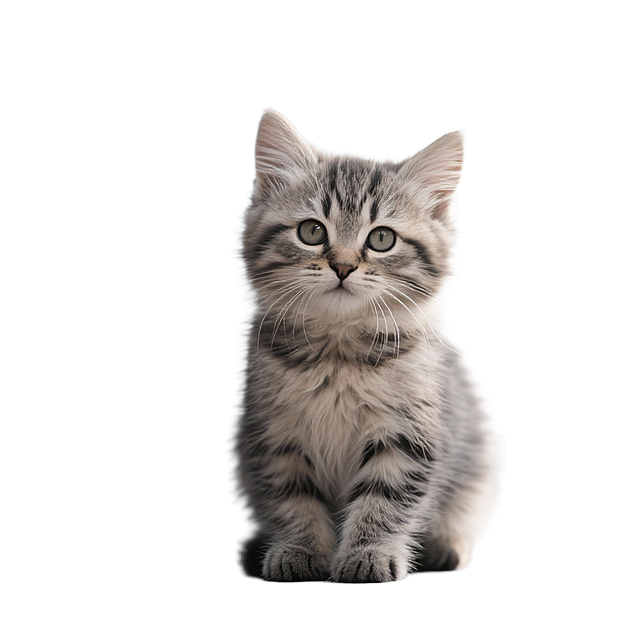 生成一个小猫，PNG图