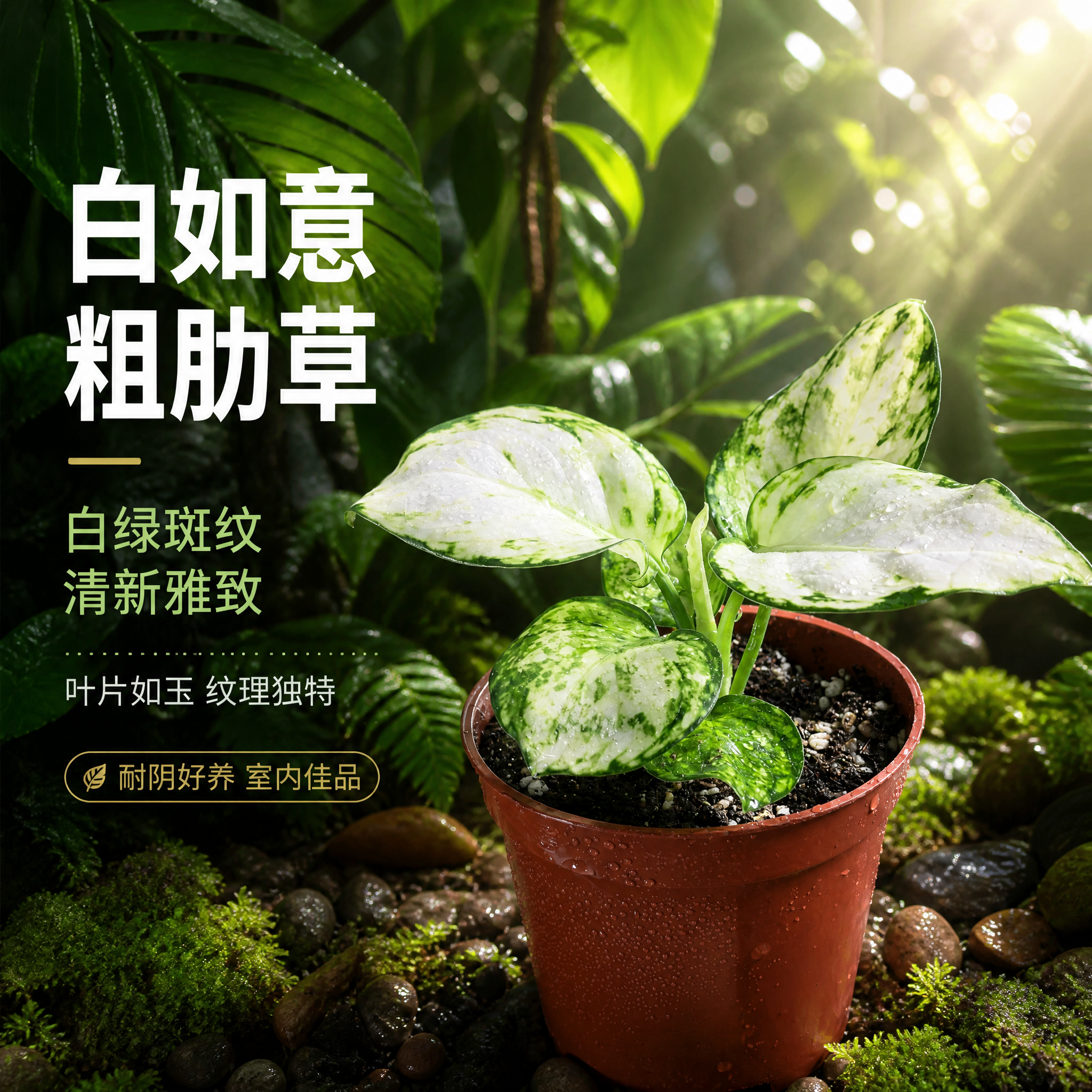 [主图-3] 白如意粗肋草单品特写 热带雨林场景主图 [统一基… - 图片创意预览