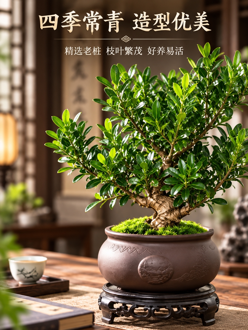 淘宝天猫电商主图第二张，3:4竖版，黄杨盆栽特写，展示叶片细节… - 图片创意预览