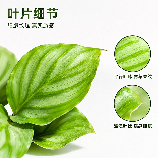 [主图-3] 青苹果竹芋苗叶片微距细节图 白色背景
[氛围风格] 精致细腻 质感高级 商业微距摄影
[画质] 超高清微距摄影 叶片纹理极致清晰 质感真实 画面干净高级
[元素] 青苹果竹芋苗叶片局部放大特写 占据画面主要位置 叶片表面青苹果纹清晰可见 平行叶脉深浅交替 翠绿与嫩绿渐变自然 叶片边缘波浪形起伏 叶面有自然光泽和细微水珠感 叶片质感细腻如丝。右侧叠放两个圆形放大透镜框 上方透镜框放大叶脉纹理细节 下方透镜框放大叶片边缘细节。白色纯净背景 底部轻微投影。保持青苹果竹芋叶片外观（即纹理结构 材质质感 颜色渐变）与输入产品图绝对一致 杜绝任何变形和色差 精细化处理
[光影] 侧上方柔光 突出叶片纹理立体感 叶面有柔和高光 叶脉凹陷处有自然阴影 纹理层次丰富 整体明亮通透
[配色] 主色翠绿 嫩绿 浅绿渐变 辅色纯白背景 深绿文字
[视角构图] 45度斜侧微距视角 主体叶片偏左 右侧放两个圆形放大框 景深较浅 焦点在叶片纹理上
[文字版式] 左上主标题"叶片细节" 深绿色粗体大号无衬线 下方小字"细腻纹理 真实质感"。右侧两个圆形放大框下方各配文字说明：上方框下"平行叶脉 青苹果纹" 下方框下"波浪叶缘 质感细腻"。文字深绿色 中等字号 无衬线 左对齐。所有文字放在负空间 不遮挡叶片主体
[输出要求] 1:1比例 文字清晰锐利 超高清微距摄影质感
[负向提示词] 变形 文字错乱 叶片模糊 背景杂乱 水印 电商平台Logo 人手 花盆