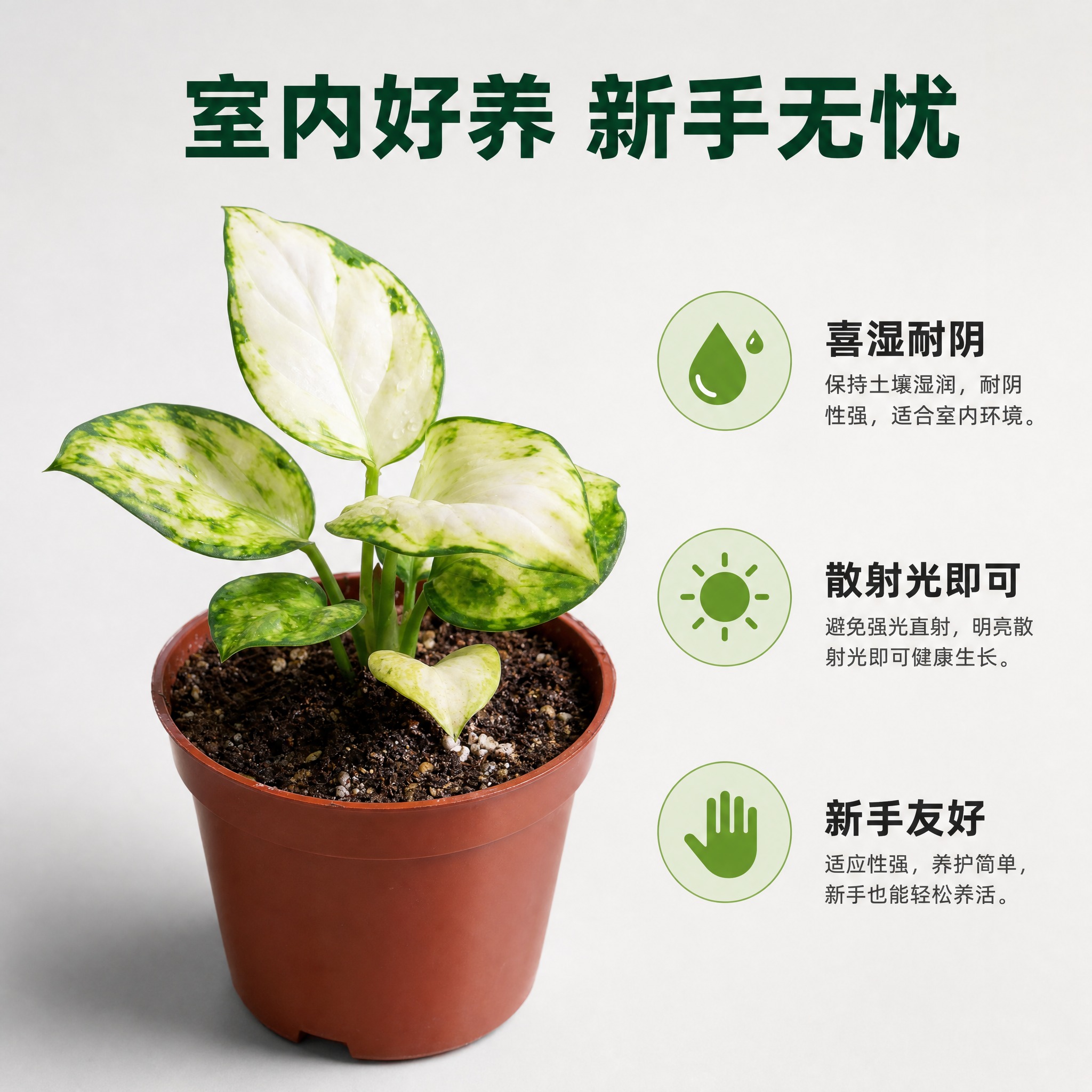 [主图-8] 养护卖点信息图 好养易活 室内绿植优势 [统一基… - 图片创意预览