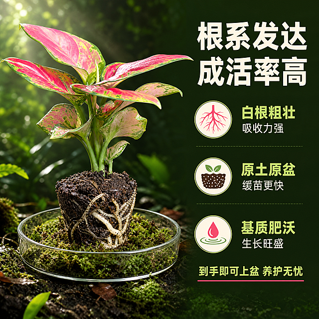 [主图-4] 红宝石小苗根部与生长状态信息图，核心任务是展示根系发达与土球完整，证明植株健康易成活。
[统一基调] 热带雨林自然风格，深绿色主调配叶片光影斑驳感，标题字色为米白色，辅助字色为浅草绿色，强调色为叶片玫红色；字体为简洁无衬线粗体，字号层级分明；整体商业摄影质感，自然光从左上方斜射，画面通透有呼吸感。
[画面] 画面采用左右分栏构图，左侧60%展示红宝石小苗完整植株，带土球与白色根系，根部土球完整饱满，白色根系粗壮发达缠绕在土球表面，体现生命力旺盛；植株放置在透明玻璃培养皿中，下方垫着湿润的苔藓；右侧40%为信息展示区，背景为深绿色渐变；背景整体为热带雨林地面视角，有湿润的腐殖土、苔藓与落叶，营造原生生长环境氛围。
[光影质感] 商业产品摄影质感，柔和顶光与侧光结合，突出根部土壤的颗粒质感与根系的白嫩饱满，叶片有自然光泽；土球表面湿润有光泽，根系有通透感；整体光影清晰，细节丰富，体现植株健康状态。
[配色] 深绿色背景为主，土球深褐色，根系乳白色，叶片玫红色与绿色，文字米白色与浅草绿色，整体色彩自然真实。
[文字版式] 右侧信息区顶部主标题"根系发达 成活率高"，下方三个信息块配图标：根系图标配"白根粗壮 吸收力强"、土球图标配"原土原盆 缓苗更快"、水滴图标配"基质肥沃 生长旺盛"；底部一行小字"到手即可上盆 养护无忧"；文字全部右对齐，字体为无衬线粗体，层级分明。
[输出要求] 1:1正方形比例，2048*2048像素，根部细节清晰，文字清晰可读；禁止变形、错字、模糊、杂乱、水印、平台Logo、人物出现。