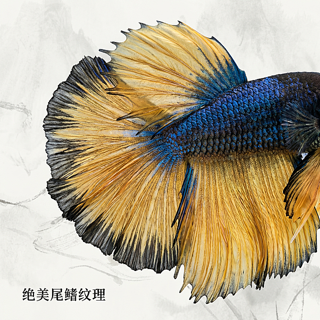 [主图 2] 斗鱼细节亮点展示主图
[氛围风格] 中国风，真实质感，清晰写实。
[画面元素] 商业摄影质感、光线柔和通透、产品清晰真实、画面干净高级。保持斗鱼主体外形与原图一致，放大展示斗鱼华丽尾鳍的纹理细节，尾鳍颜色层次分明，蓝黑金黄渐变自然，更换背景为淡墨中国风底纹，细节纹理清晰可见，整体画面干净突出细节。
[配色色系] 主色调：斗鱼蓝黑金黄尾鳍，辅助色：浅灰水墨背景。
[视角构图] 微距特写，聚焦尾鳍细节，景深较浅，突出纹理。
[文字版式] 左下角标注 "绝美尾鳍纹理" 黑色小字，不遮挡主体细节，画面简洁。
[比例分辨率] 1:1 比例，2k 分辨率；文字清晰可辨，超高清。
[负向提示词]变形，水印，文字错乱，产品图模糊，背景杂乱，细节模糊。