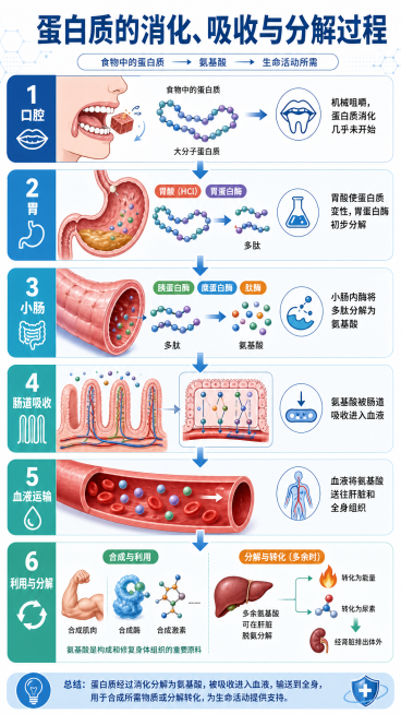 科普信息图展示蛋白质的消化、吸收和分解过程，从口腔进入，经胃、小肠消化分解为氨基酸，最终被肠道吸收进入血液，用流程图展示完整过程，搭配简洁文字说明，现代简约科学风格，适合营养知识科普预览效果