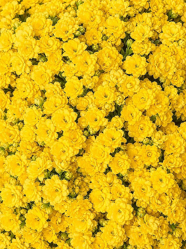 提升画面整体清晰度，让黄色长寿花更加茂密繁盛，花朵密集饱满，完全占满整个画面，保留原图黄色长寿花的形态和色彩特征，细节更精致锐利