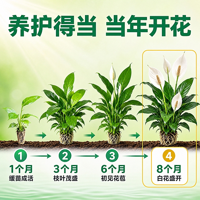 [主图-8] 开花时间线示意图白花绽放效果
[统一基调] 拼多多国内电商主图风格，大字直白高转化商业流行风，干净明亮高饱和摄影质感，统一使用亮青绿色主标题字色+深灰色辅助字色+白色圆角信息卡片，字体为粗黑无衬线体，光源来自左上方45度，整体清新明亮充满生命力。
[画面] 画面展示Spathiphyllum wallisii 'Mojo'从组培苗到开花的生长时间线，从左到右依次为：第1个月小苗（使用原图植株形态）、第3个月茂盛植株、第6个月初花、第8个月盛开的白色佛焰苞花朵。四个阶段用箭头连接成一条水平时间线，最右侧的盛开白花为视觉焦点，花朵洁白优雅，黄色肉穗花序清晰。背景为渐变的浅绿色到白色，底部有土壤/水面的示意线条。
[光影质感] 每个生长阶段的植株都有自然的光影，白色花朵有柔和的光泽，花瓣质感薄而通透，整体光线明亮均匀，生长递进感清晰。
[配色] 背景为浅绿色渐变，时间线箭头为青绿色，花朵洁白色，标题字色为深绿色，盛开阶段用金黄色边框突出。
[文字版式] 画面顶部居中大号粗黑标题"养护得当 当年开花"，每个阶段下方都有标注文字："1个月 缓苗成活""3个月 枝叶茂盛""6个月 初见花苞""8个月 白花盛开"，时间节点用圆形数字标记。文字横排，沿时间线分布。
[输出要求] 1:1正方形构图，2048*2048像素，白色花朵形态优美真实，生长阶段递进自然，第一阶段小苗形态与原图一致，文字清晰可读，无变形无错字，画面干净无水印无平台logo，禁止出现花朵枯萎、发黄、病虫害等负面状态。